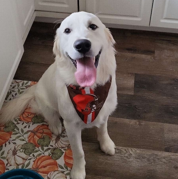 Meet your Posher, Samantha - Picture 2 of 4